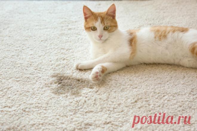 13 способов применения ополаскивателя для полости рта, которых подойдут для решения бытовых проблем