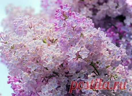 картинки цветов красивые - 464 тыс. картинок. Поиск@Mail.Ru