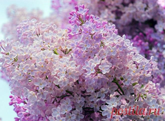 картинки цветов красивые - 464 тыс. картинок. Поиск@Mail.Ru