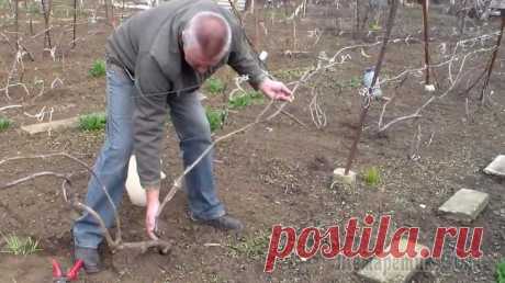Весеннее раскрытие и опрыскивание винограда