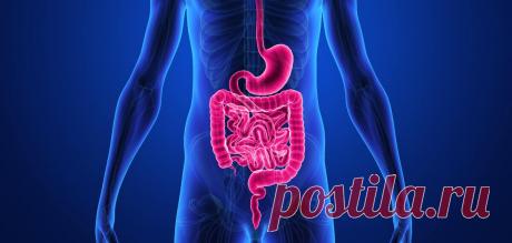 📣SOS-восстановление ЖКТ. Влияние бифидо- и лактобактерий | Laktomir.ru | Яндекс Дзен