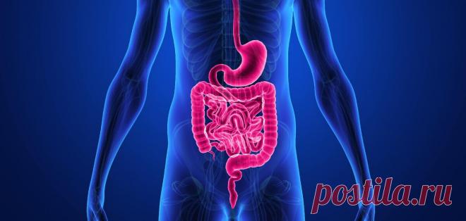 📣SOS-восстановление ЖКТ. Влияние бифидо- и лактобактерий | Laktomir.ru | Яндекс Дзен