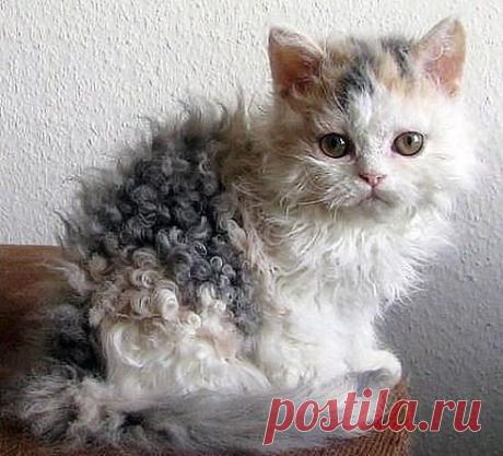 Кудрявый котенок