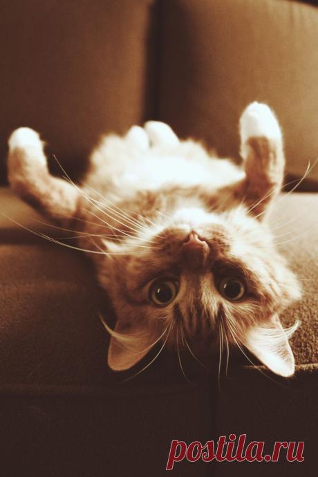 500px / Upside Down Cat by Tim Williams