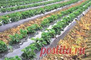 Пятерка лучших материалов для мульчирования клубники