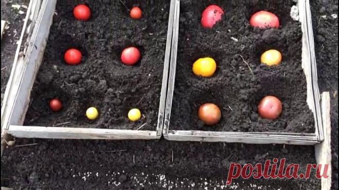 Ceeм тoмaты пoд зиму пpaвильнo. | OK.RU