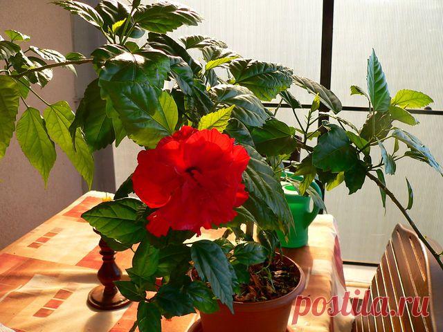 РОЗА НА ОКНЕ