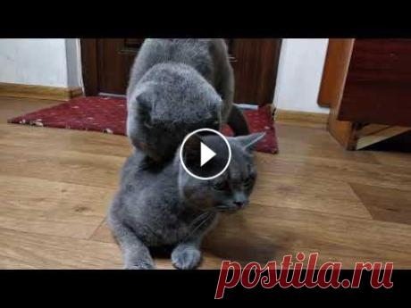 Кот Батон вяжет кошечку №0052 часть 1 Данное видео носит исключительно научно-информативный характер. В видео показана вязка домашних животных для ознакомления и помощи начинающим и опытны...