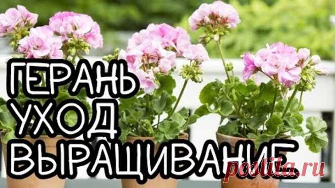 Правила хорошей зимовки Герани | Пеларгония
