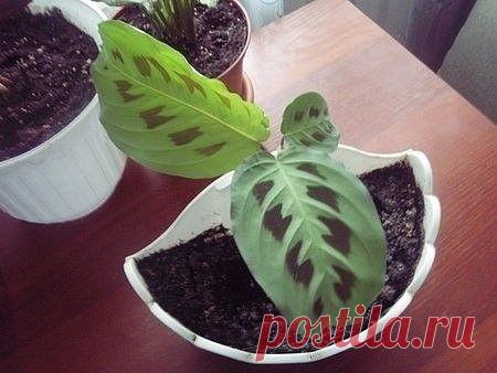 ЧУДО - РАСТВОР ДЛЯ БЕЗНАДЁЖНЫХ ЦВЕТОВ !!! **Маранта, Алоказия и Калатея.  *Вода тёплая 1л, яич/белки 5шт - и стоит 1неделю. Затем разведи 10л воды - и поливай. Запах не совсем приятный. *Или уменьши в 5раз, бутылка 2.5л: вода 500мл, белок 1шт - а через неделю добавь 2л, и поливай из бутылки.