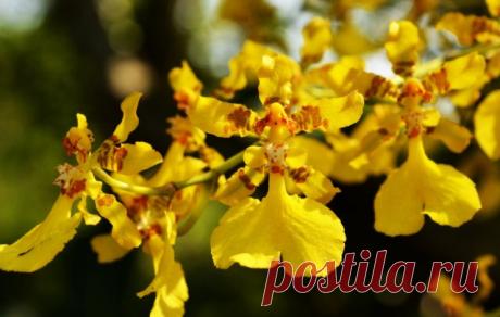 5 главных вопросов и ответов по уходу за орхидеями в комнатных условиях. Фото — Ботаничка.ru