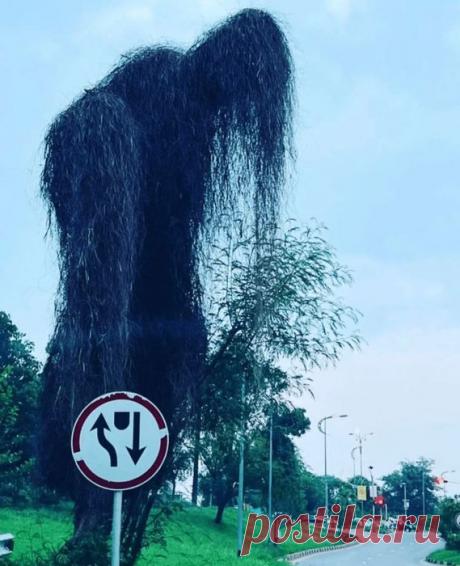 Деревья странной, забавной, а порой и пугающей формы - Нет скуки.ру. Юмор, приколы, смешные картинки и разные интересности..