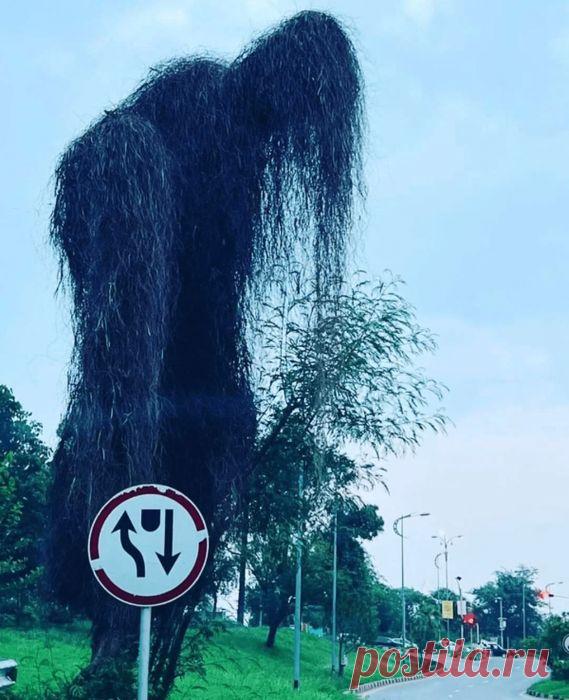 Деревья странной, забавной, а порой и пугающей формы - Нет скуки.ру. Юмор, приколы, смешные картинки и разные интересности..