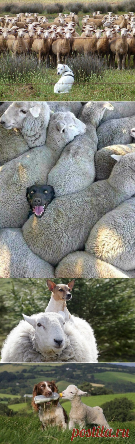 Пастухи