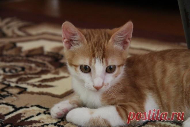 Илона Маслова