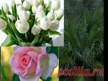 Красивое поздравление &quot;С Днём рождения!&quot;