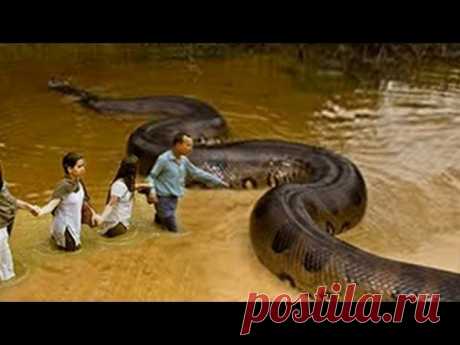 10 АНОМАЛЬНО БОЛЬШИХ ЖИВОТНЫХ! – НАСТОЯЩИЕ ГИГАНТЫ ПЛАНЕТЫ!