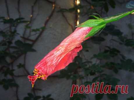 Лето | Фотографии Ксюша Ксюшина | 201 фото