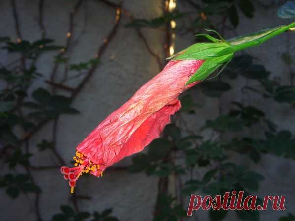 Лето | Фотографии Ксюша Ксюшина | 201 фото