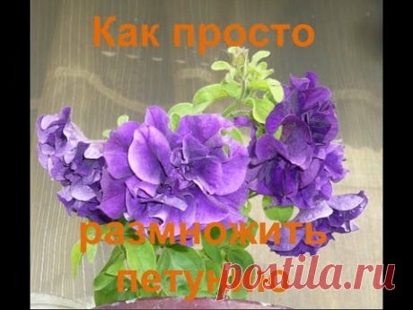 осеннее черенкование Петуния Сурфиния Фриллитуния Комплиментуния  Как размножить сохранить