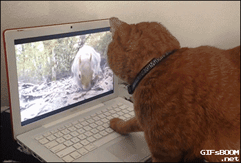 Забавные котогифки для отличного настроения!