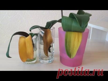 У орхидеи пожелтел лист. Что делать? Почему у орхидеи пожелтели листья? Причины и следствия.