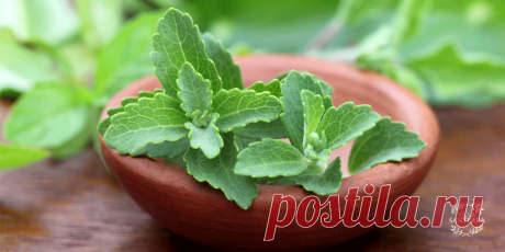 Cómo la Stevia puede ayudar a mantener los niveles de insulina estables en los diabéticos Si amas endulzar tu vida disfrutando platillos, postres y bebidas con este sabor, peropor alguna razón tu médico te ha dicho que es hora de reducir el consumo delazúcar, seguro has escuchado hablar de la Stevia. Pero, ¿sabes realmente qué es ypor qué se ha vuelto tan popular en los últimos años?La stevia es una planta