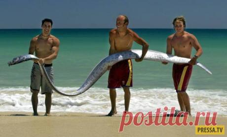 ТОП-23 существа в природе странного и ужасного вида (23 фото) | Чёрт побери Немало людей страдает от боязни животных, ведь некоторые животные внушают страх одним своим видом. Многие из них обитают в глубинах океана, поэтому напоминают нам о чем-то неизведанном и необъяснимом. Другие же обладают странной и немного пугающей внешностью. 1. Ремень-рыба Ремень-рыба редко появляется на поверхности океана, и ее нечасто можно увидеть. Эту ремень-рыбу нашли мертвой у побережья Авст...