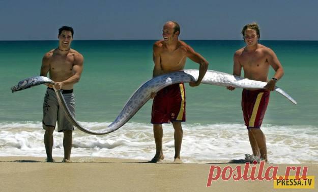 ТОП-23 существа в природе странного и ужасного вида (23 фото) | Чёрт побери Немало людей страдает от боязни животных, ведь некоторые животные внушают страх одним своим видом. Многие из них обитают в глубинах океана, поэтому напоминают нам о чем-то неизведанном и необъяснимом. Другие же обладают странной и немного пугающей внешностью. 1. Ремень-рыба Ремень-рыба редко появляется на поверхности океана, и ее нечасто можно увидеть. Эту ремень-рыбу нашли мертвой у побережья Авст...