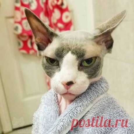 Котопост