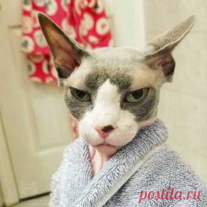 Котопост