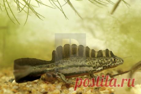 Результат поиска Google для https://c8.alamy.com/comp/XA2YFK/southern-banded-newt-ommatotriton-vittatus-in-courtship-XA2YFK.jpg