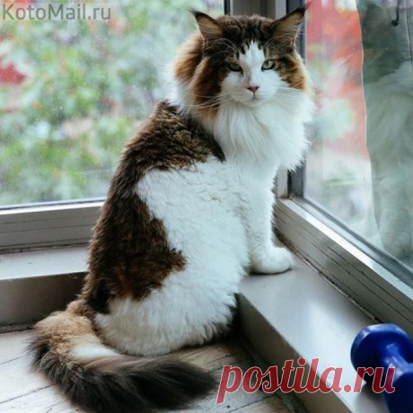 Я прекрасный и летом, и зимой