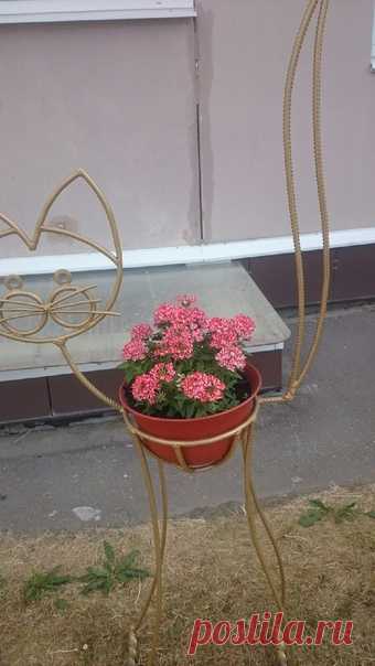 Котики с цветами... 😻