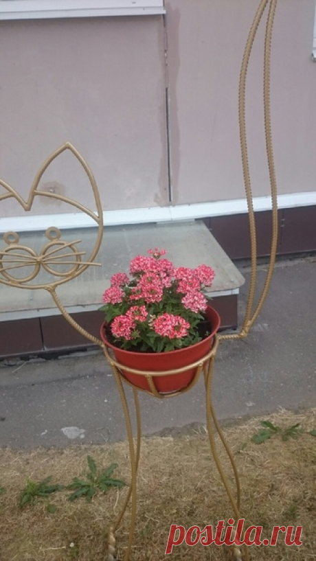 Котики с цветами... 😻