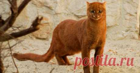 Ягуарунди — кошка, которая умеет чирикать, питается фруктами и дружит с обезьянами Ягуарунди похожа на маленькую пуму, только гораздо более дружелюбная и совершенно не привередливая в еде.