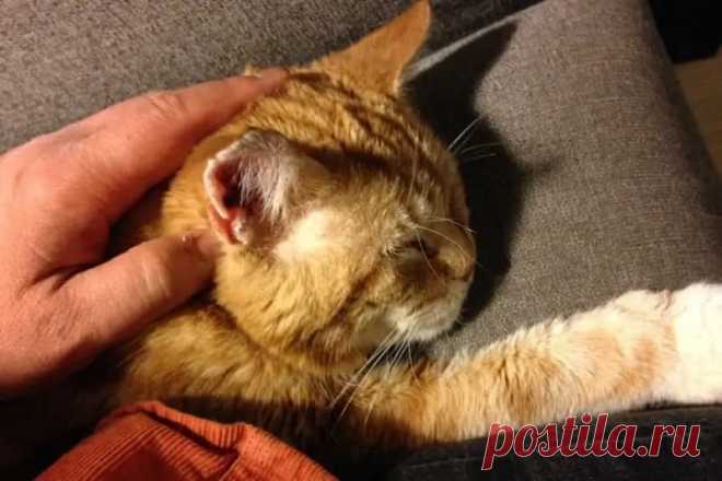 5 причин почему кошка спит рядом с хозяином