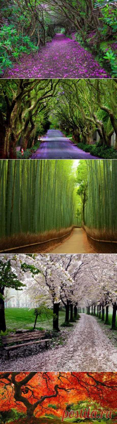 28 магических дорожек, по которым вам непременно захочется прогуляться | VICER.RU