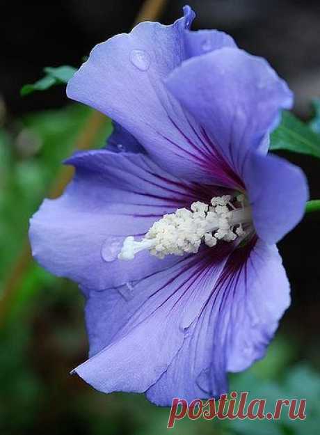 для флористики Blue Rose of Sharon