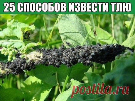 25 способов извести тлю
 
1. Водкой. Для обработки пойдет самая дешевая. Все, что нужно, так это налить ее в пульверизатор и опрыснуть растения.  
2. Кока-колой. Использовать так же, как и водку.  
3. Хозяйственным мылом: 200 г растворить в 10 л воды.  
4. Нашатырем: 1 ст. ложку развести в 10 л воды.  
5. Кальцинированной содой: 1 ст. ложку растворить в 1 л воды. Добавить 40 г хозяйственного мыла.  
6. Золой: 200–300 г залить 5 л крутого кипятка, остудить, процедить, добав...