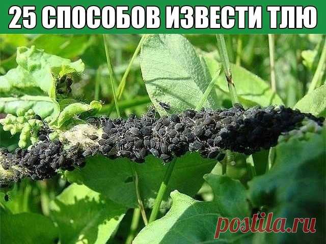 25 способов извести тлю
 
1. Водкой. Для обработки пойдет самая дешевая. Все, что нужно, так это налить ее в пульверизатор и опрыснуть растения.  
2. Кока-колой. Использовать так же, как и водку.  
3. Хозяйственным мылом: 200 г растворить в 10 л воды.  
4. Нашатырем: 1 ст. ложку развести в 10 л воды.  
5. Кальцинированной содой: 1 ст. ложку растворить в 1 л воды. Добавить 40 г хозяйственного мыла.  
6. Золой: 200–300 г залить 5 л крутого кипятка, остудить, процедить, добав...