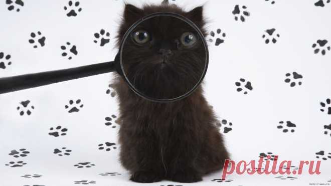 котя