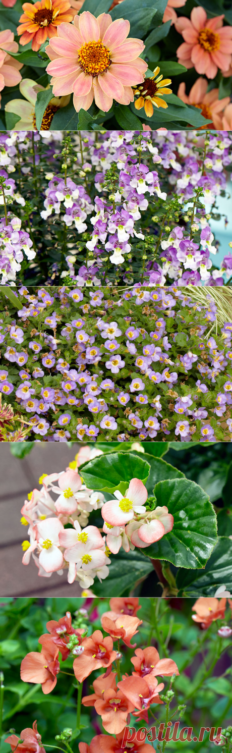 Self-cleaning container plants | Garden Gate