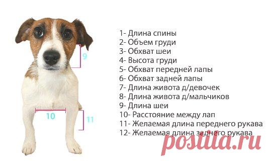 Как правильно снять мерки с собаки для вязаной одежды | vjazem.ru
