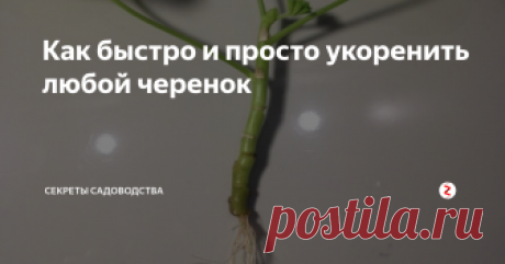 Как быстро и просто укоренить любой черенок