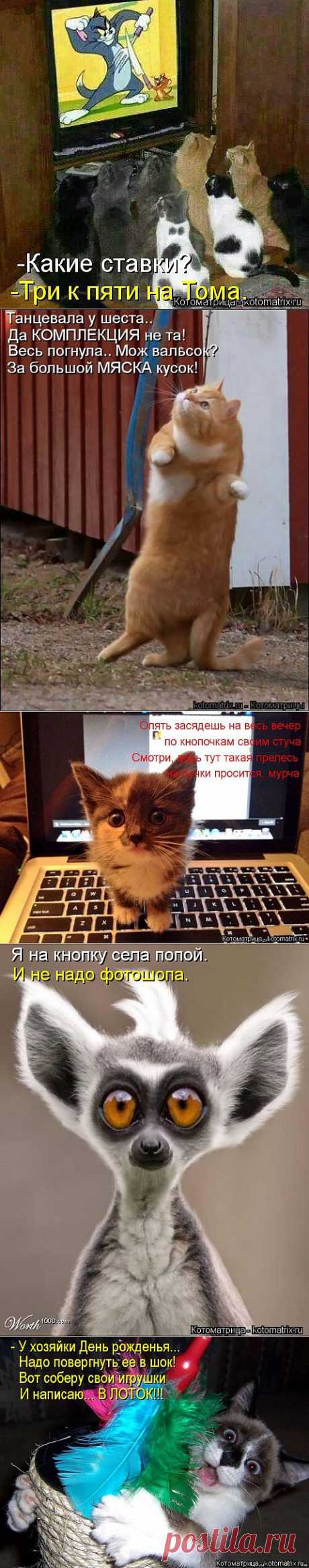 (+1) тема - Новые смешные котоматрицы понедельника! | Четвероногий юмор