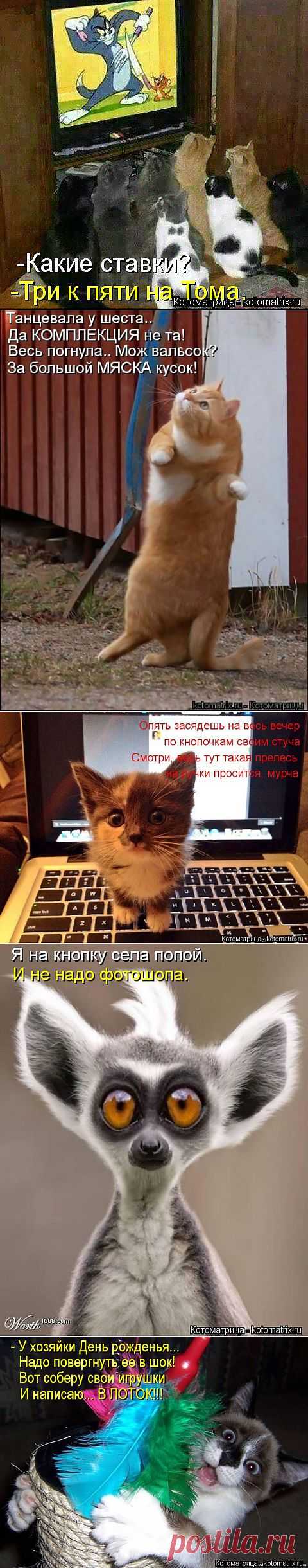 (+1) тема - Новые смешные котоматрицы понедельника! | Четвероногий юмор