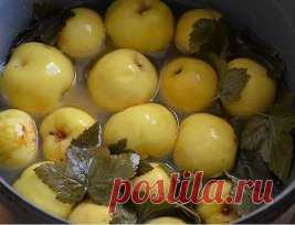 Моченые яблоки - суперзакуска! 
Существует три вида мочения – сахарное, кислое и простое. Очень важно подготовить для вымачивания подходящие яблоки. Наиболее подходящими для мочения являются яблоки поздних сортов, хорошо вызревшие, но твердые: лучший сорт – антоновка, также подходят анис, пепин и титовка.Более твердые сорта нужно предварительно подготавливать: перед вымачиванием им нужно вылежаться до двух недель. В целом выдерживание моченых яблок обычно составляет 30-40 ...