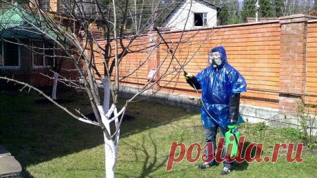 Садовая аптечка!

#защитарастений_КС

Самые необходимые средства для садоводов.
Сохраните на страничку, чтобы не потерять.
И да, повторение-мать Печенья , первый раз этот пост вышел ещё в 16 году, в 17 было дополнение - после чего разлетелся по пабликам - плагиаторам...надеюсь хоть пользу людям принесла инфа...а пока. вспоминаем.

1. Препарат 30+, против зимующей стадии вредителей, обрабатываем весной до распускания почек, растворяет оболочку яиц и личинок, в результате вр...
