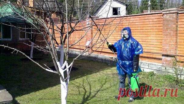 Садовая аптечка!

#защитарастений_КС

Самые необходимые средства для садоводов.
Сохраните на страничку, чтобы не потерять.
И да, повторение-мать Печенья , первый раз этот пост вышел ещё в 16 году, в 17 было дополнение - после чего разлетелся по пабликам - плагиаторам...надеюсь хоть пользу людям принесла инфа...а пока. вспоминаем.

1. Препарат 30+, против зимующей стадии вредителей, обрабатываем весной до распускания почек, растворяет оболочку яиц и личинок, в результате вр...